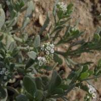 Heliotropium curassavicum L.
